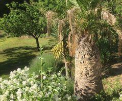 Eksotiske planter, palmer og blomster i haven